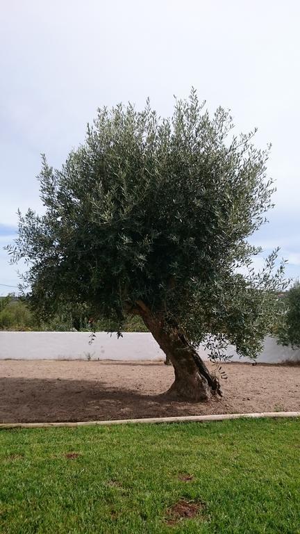 Casa Das Oliveiras Alvados Szoba fotó